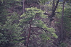 Pinus densiflora