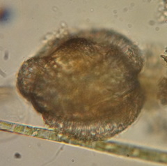 Rotifera