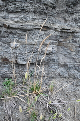 Elymus woroschilowii