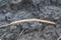 Elymus woroschilowii