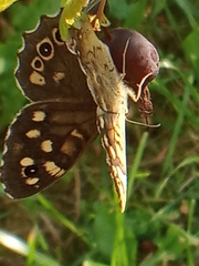 Pararge aegeria