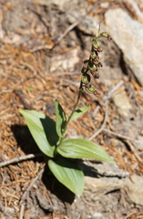 Epipactis atrorubens