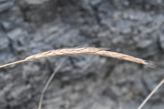Elymus woroschilowii
