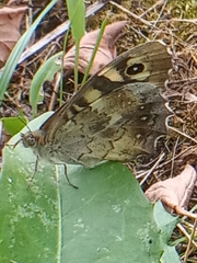 Pararge aegeria