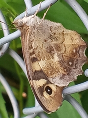 Pararge aegeria