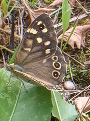 Pararge aegeria