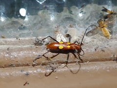 Pronuba decora