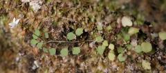 Wimmerella pygmaea
