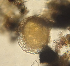 Rotifera