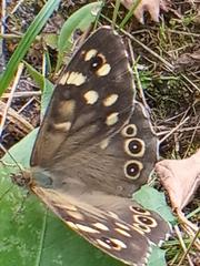 Pararge aegeria