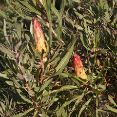 Protea burchellii