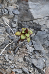 Orostachys maximowiczii