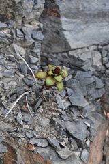 Orostachys maximowiczii