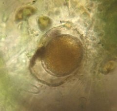 Rotifera