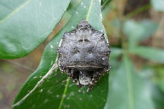 Megaraneus gabonensis