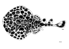 Chinese Numbfish photo 4