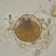 Rotifera