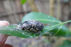 Megaraneus gabonensis