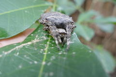 Megaraneus gabonensis