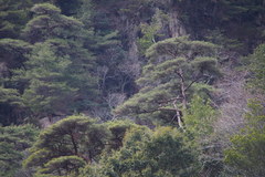 Pinus densiflora