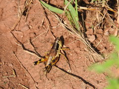 Boopedon flaviventris