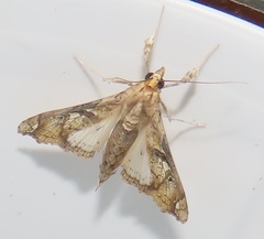 Terastia africana