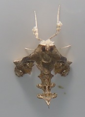 Terastia africana