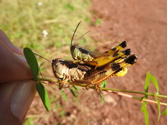 Boopedon flaviventris