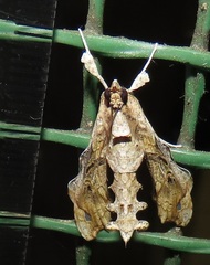 Terastia africana