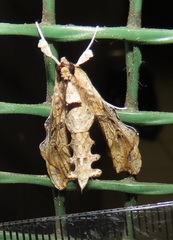 Terastia africana