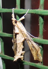 Terastia africana