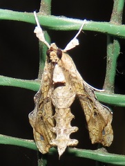 Terastia africana