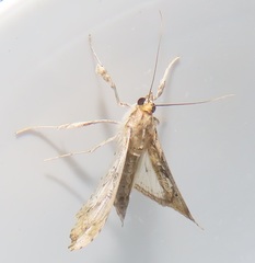 Terastia africana