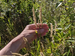 Muhlenbergia andina