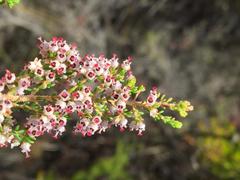 Erica hispidula hispidula