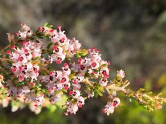 Erica hispidula hispidula