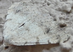 Digrammia pervolata