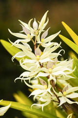 Prosthechea sima, photograph (c) Daniel Mesa, some rights reserved (CC BY)