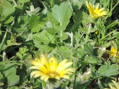 Arctotheca calendula