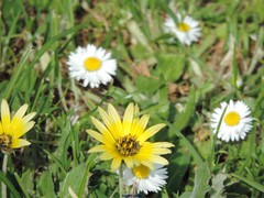 Arctotheca calendula