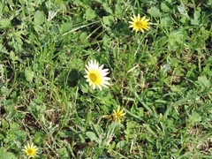 Arctotheca calendula