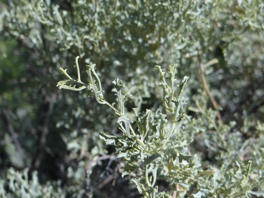 Atriplex lampa