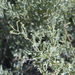 South American Saltbush - Photo (c) Guillermo Debandi, some rights reserved (CC BY-NC)