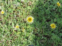 Arctotheca calendula