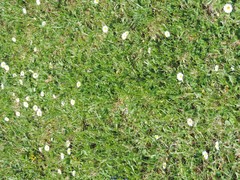 Bellis perennis