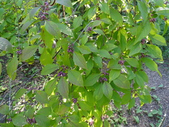Callicarpa bodinieri