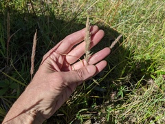Muhlenbergia andina