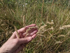 Muhlenbergia andina