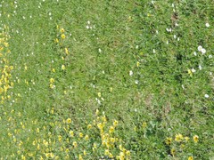 Arctotheca calendula