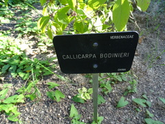 Callicarpa bodinieri